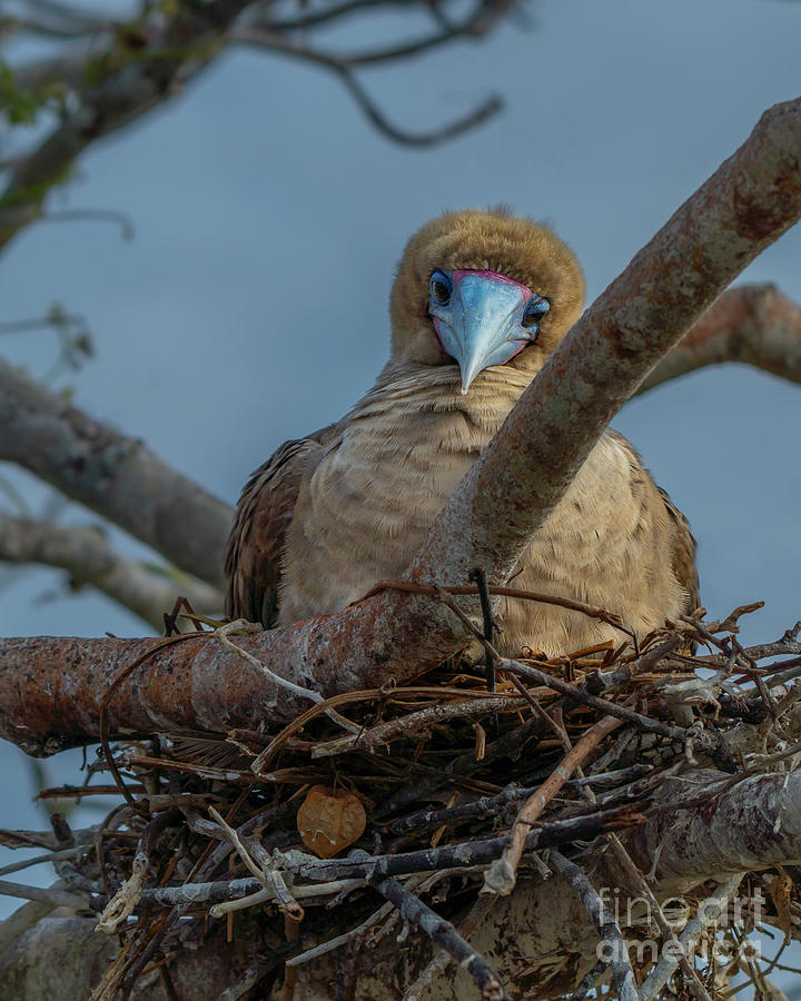 Red-footed Booby Peers Down from Nest Photograph by Nancy Gleason