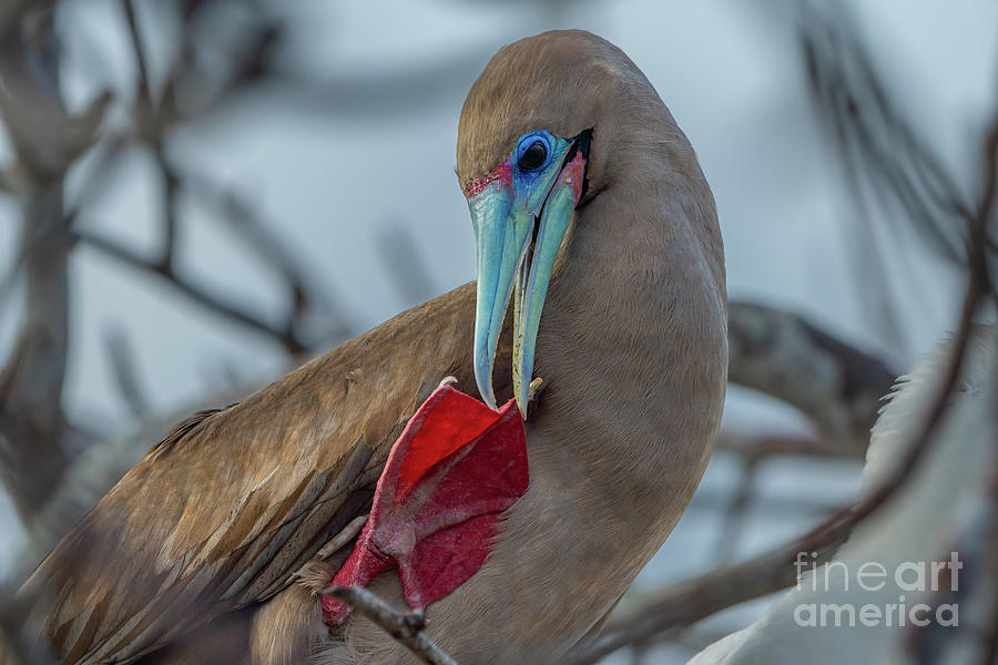 Red-footed Booby Preening Photograph by Nancy Gleason