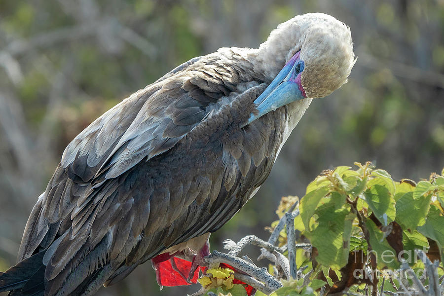 Red-footed Booby Preening on Branch Photograph by Nancy Gleason