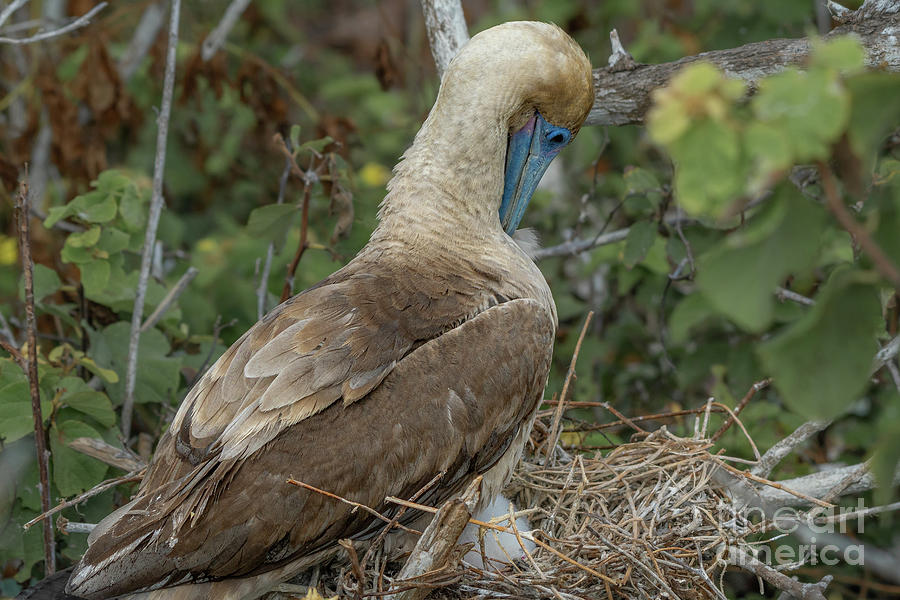 Red-footed Booby Tending Chick Photograph by Nancy Gleason