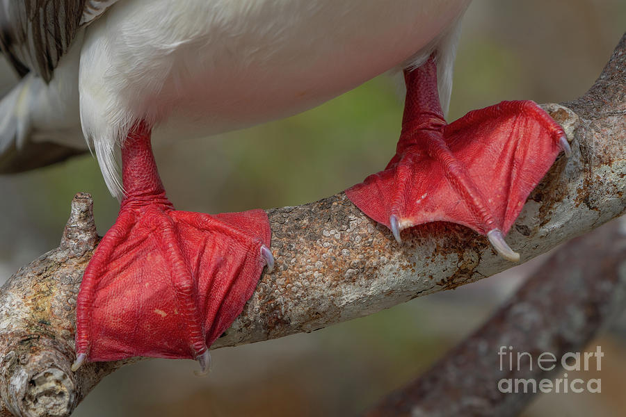 Red-footed Booby Webbed Feet Photograph by Nancy Gleason