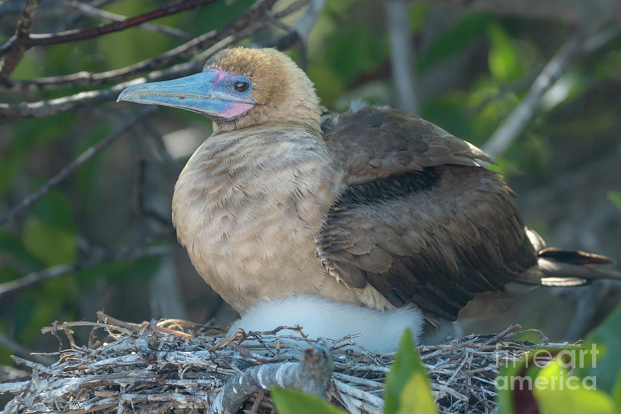 Red-footed Booby with Chick in Nest Photograph by Nancy Gleason