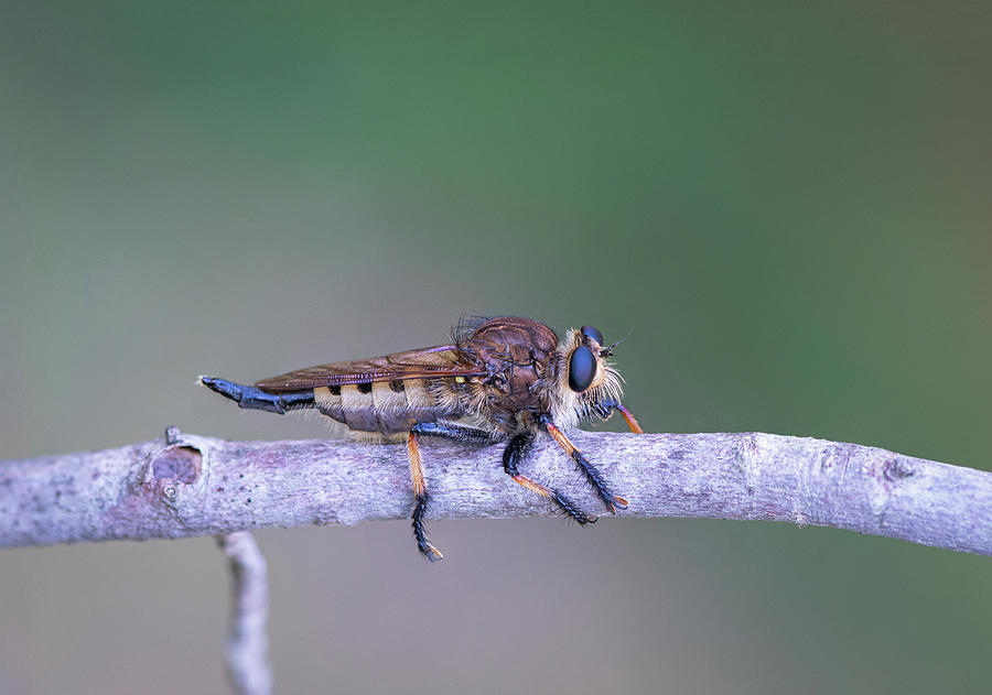 Red-footed Cannibalfly Photograph by Todd Henson