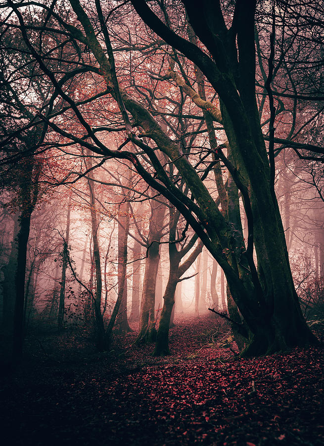 Red Forest Photograph by Gavin Lewis