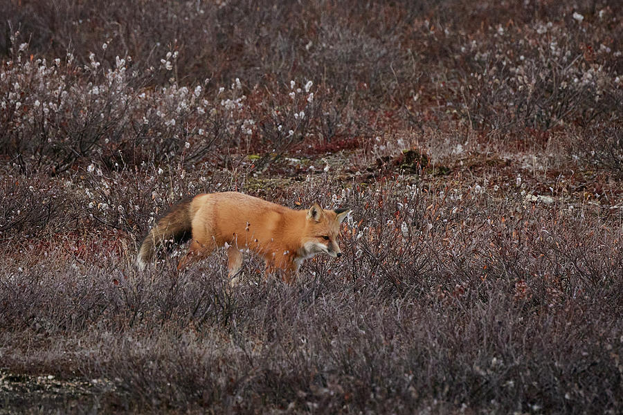 Red Fox 1 Photograph by David and Patricia Beebe