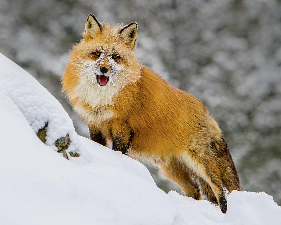 Red Fox 1 Photograph by Jerry Fornarotto