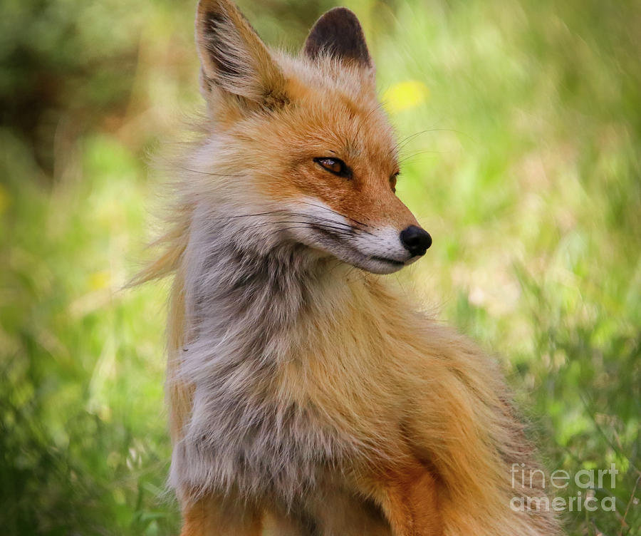 Red Fox 2.0 Photograph by Dlamb Photography