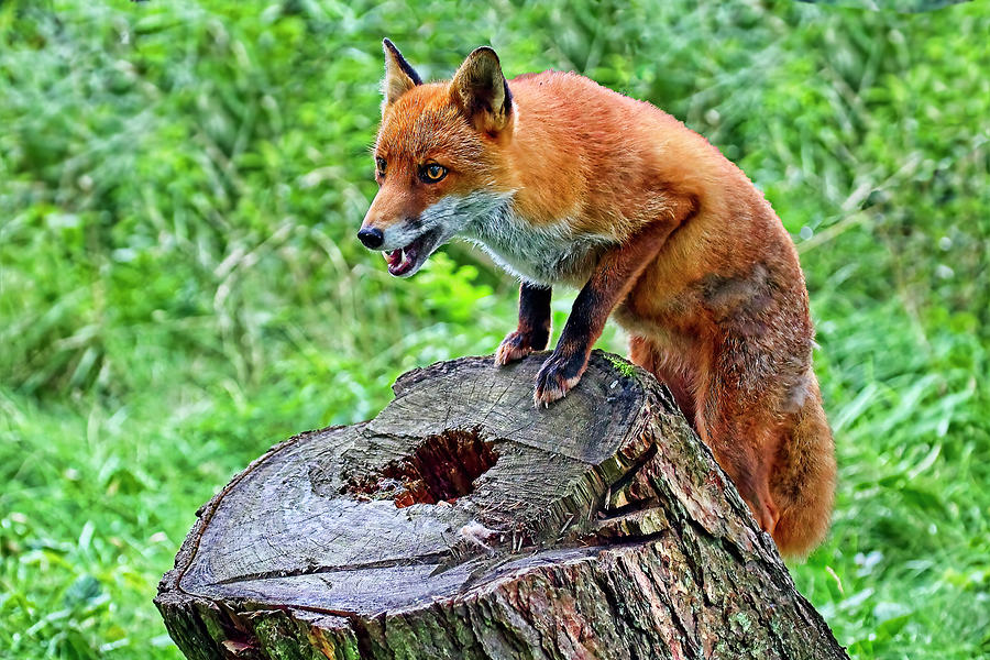 Wildlife Photograph - Red Fox 3 by Marcia Colelli