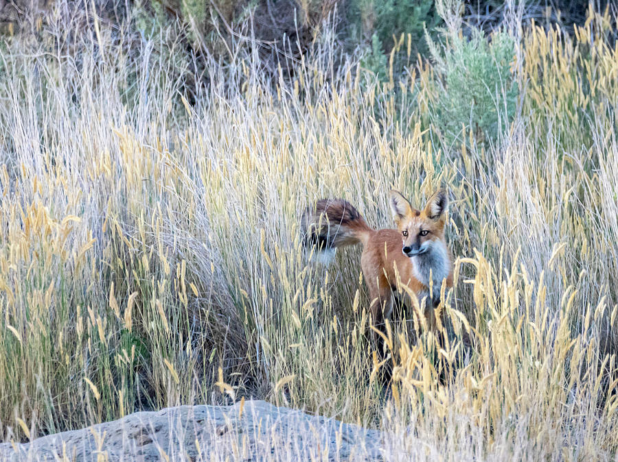 Red Fox 4 by Michael Chatt Red Fox 4 by Michael Chatt