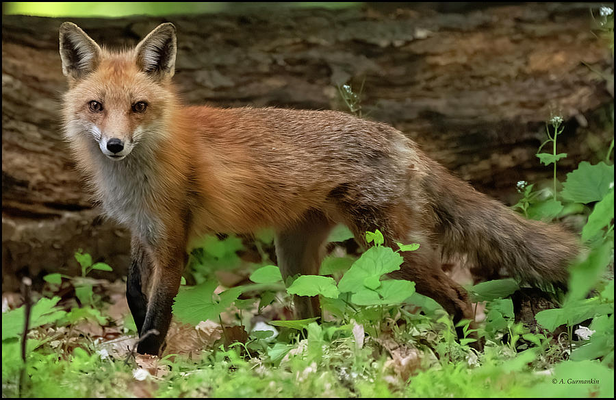 Red Fox Photograph by A Macarthur Gurmankin