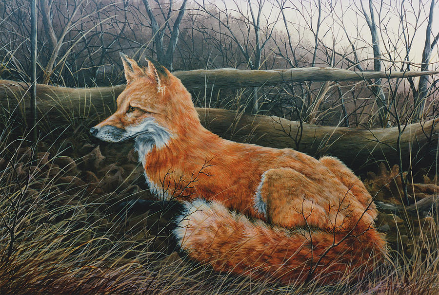 Red Fox Painting by Anthony J Padgett