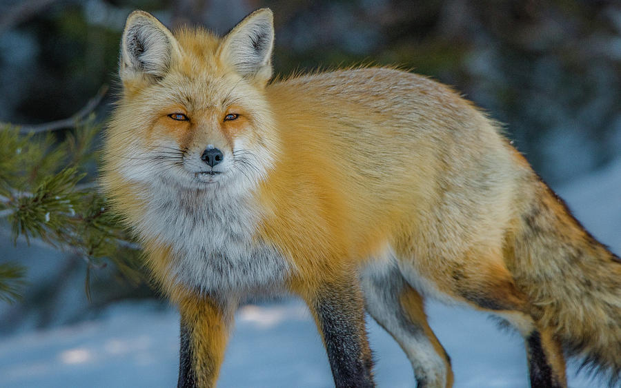 Red Fox At 9 OClock Photograph by Yeates Photography
