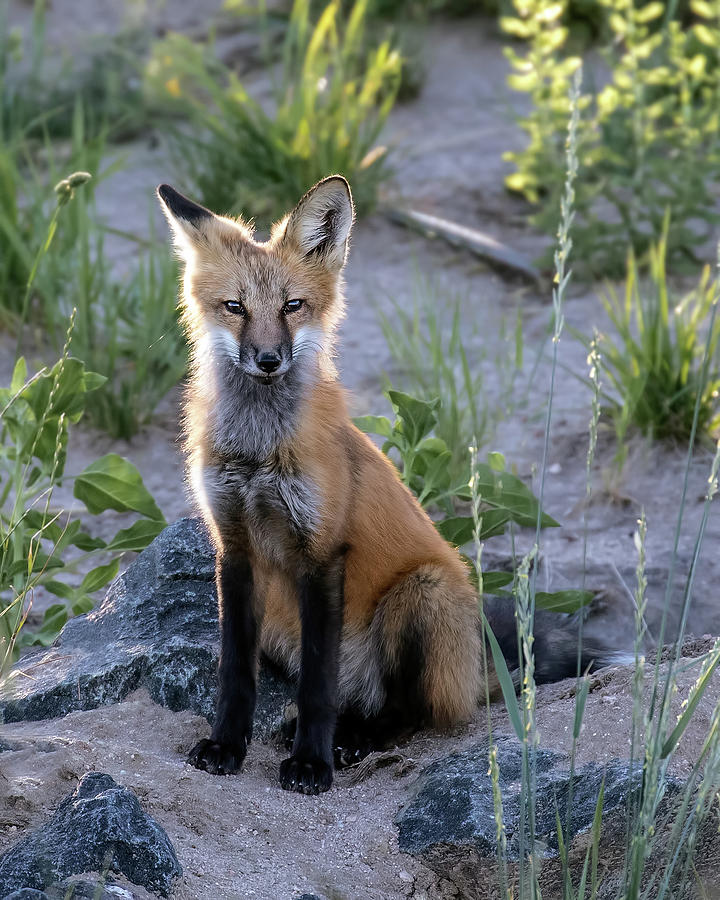 Red Fox Backlit Photograph by Dawn Key