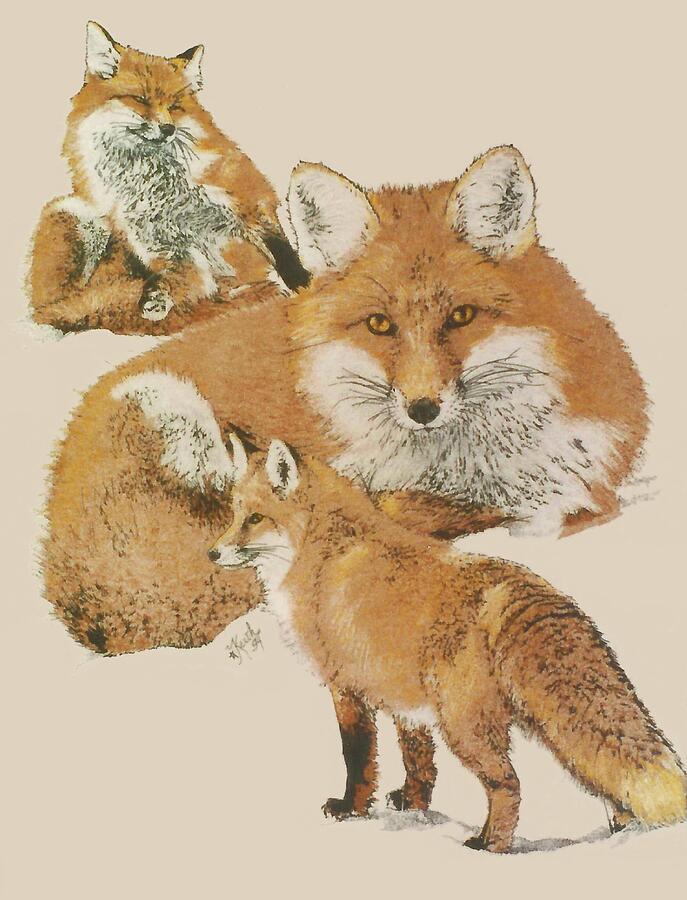Red Fox Drawing by Barbara Keith