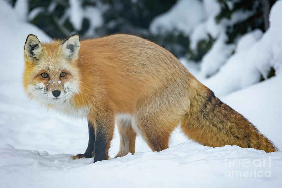 Red Fox Photograph by Bret Barton