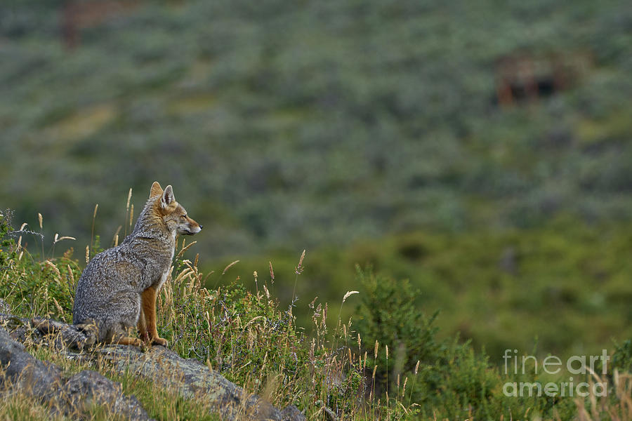 Red Fox Photograph by Brian Kamprath