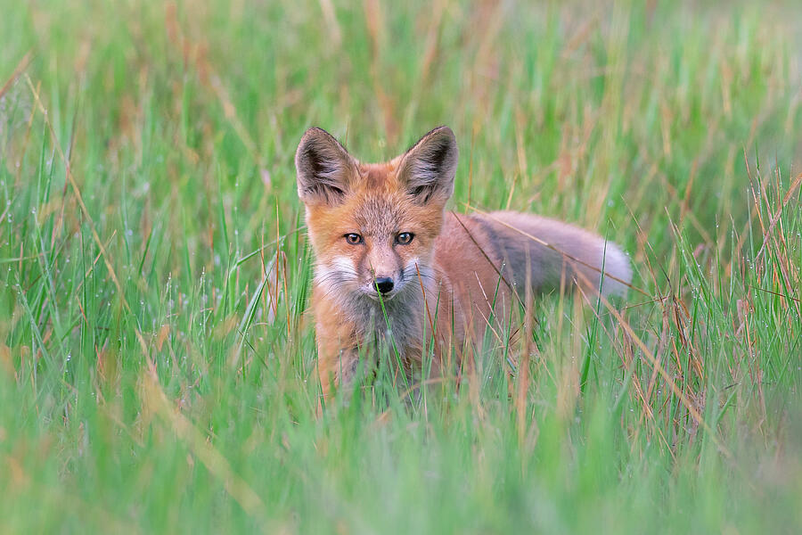 red fox camo pants