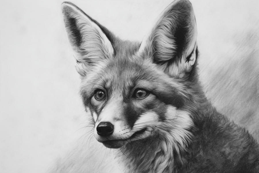 Red fox charcoal drawing portrait Drawing by David Mohn - Fine Art America