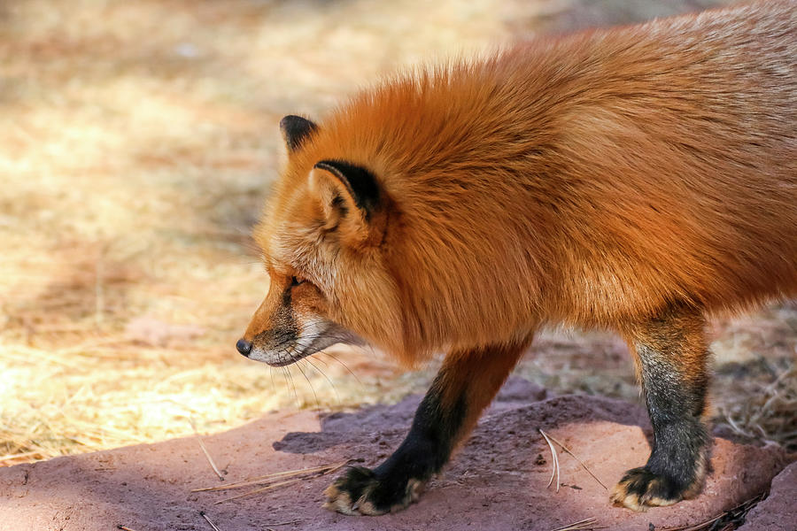 Red Fox Close Up 1 Photograph by Dawn Richards