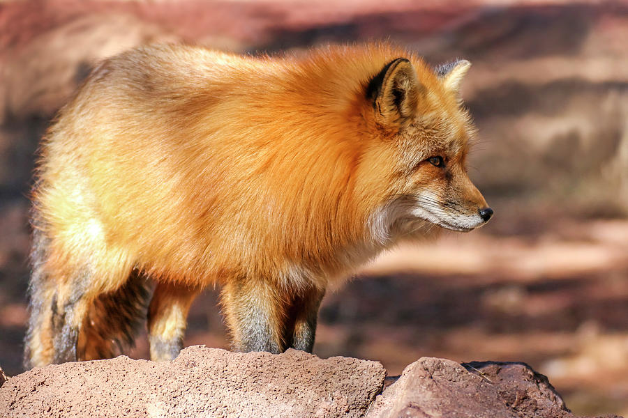 Fox Photograph - Red Fox Close Up 2 by Dawn Richards