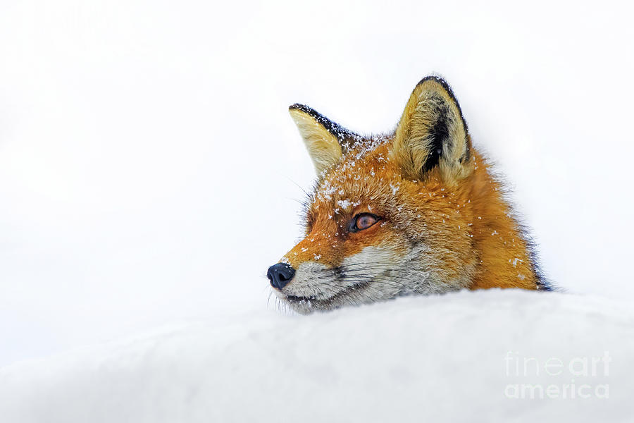 Red Fox Close Up in the Snow Photograph by Arterra Picture Library
