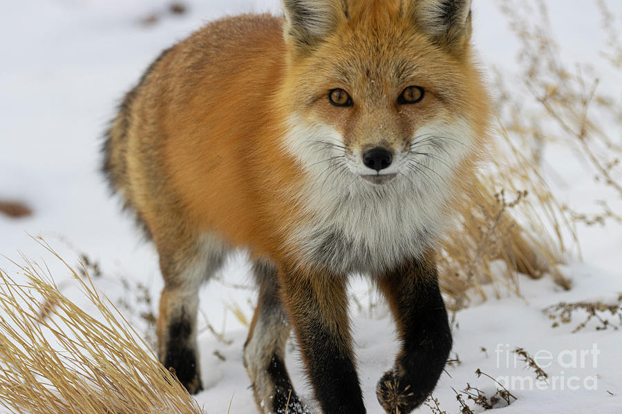 Red Fox Closeup Photograph by Steven Krull