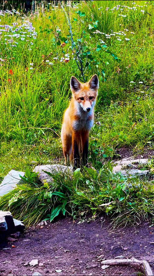 Red Fox Colorado Photograph by Shelby Jacobs Red Fox Colorado Photograph by Shelby Jacobs