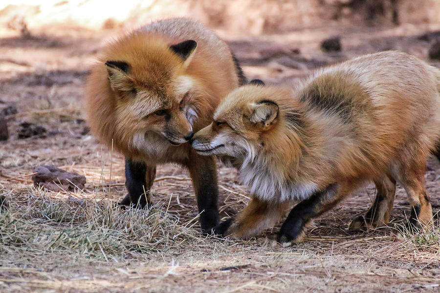 Red Fox Couple Greeting 1 Photograph by Dawn Richards
