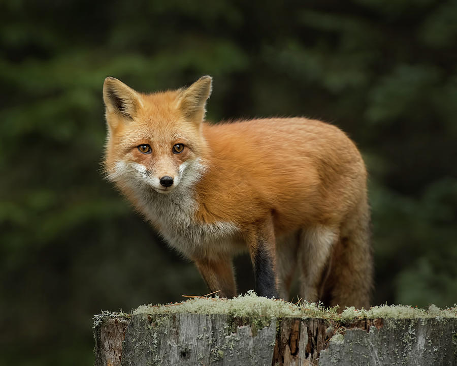 Red Fox Photograph by CR Courson