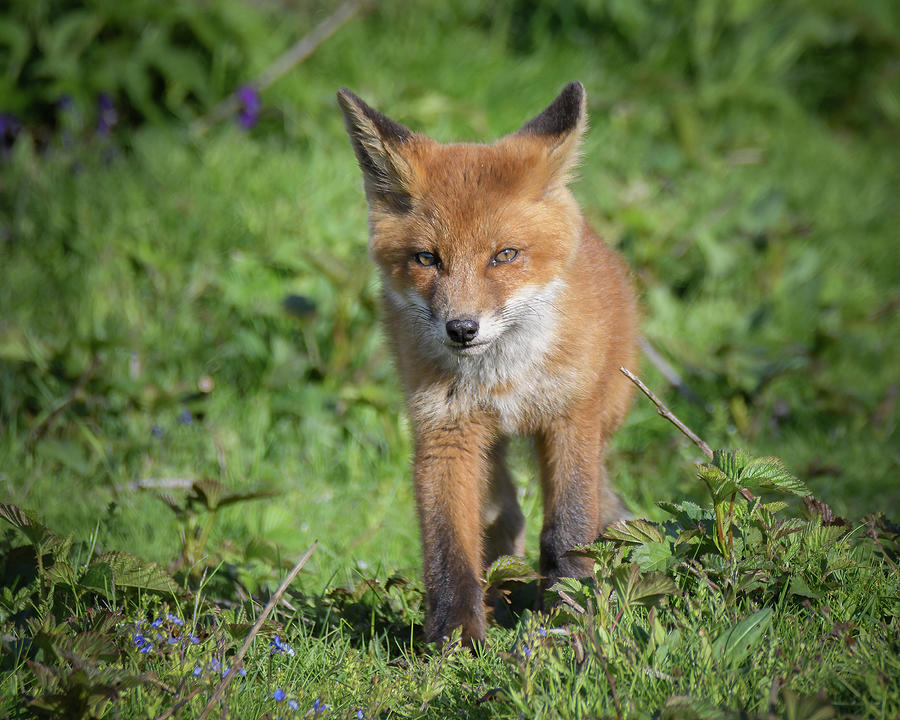 Red fox cub 3 Photograph by Inerro Land - Fine Art America