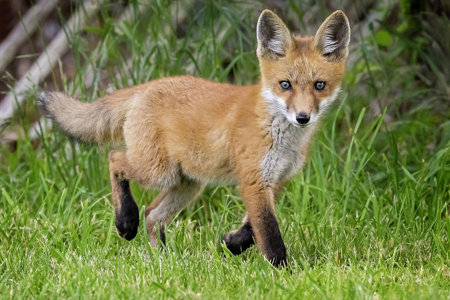 Red Fox Cub Photograph by Susan Candelario
