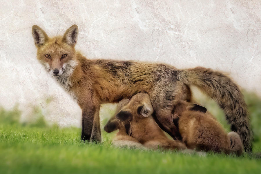 Fox Photograph - Red Fox Cubs feeding by Susan Candelario
