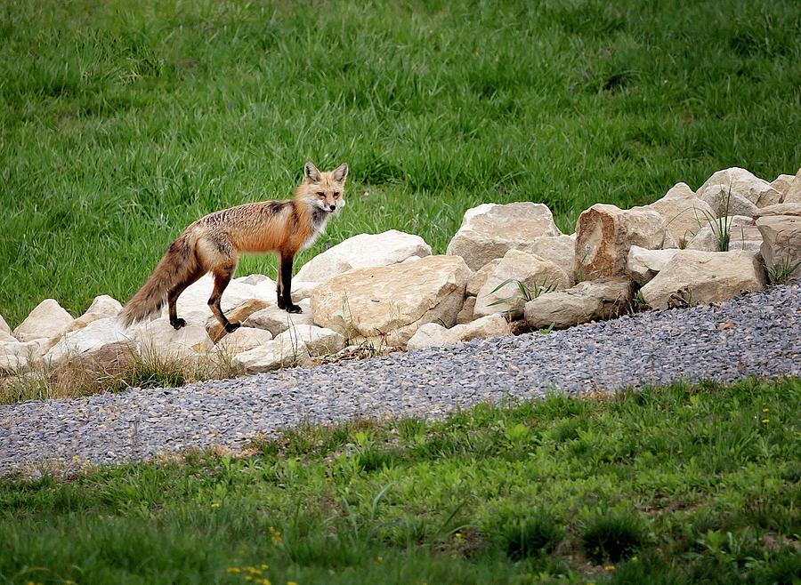 Red Fox Photograph by Deborah Penland
