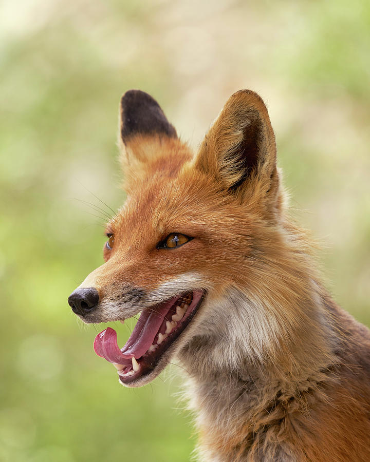 Animal Photograph - Red Fox, Denali National Park Alaska by Doug Herr