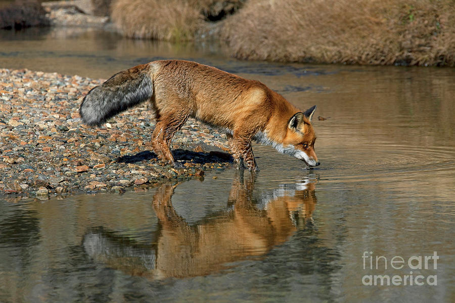 Red Fox Drinking from Stream Photograph by Arterra Picture Library