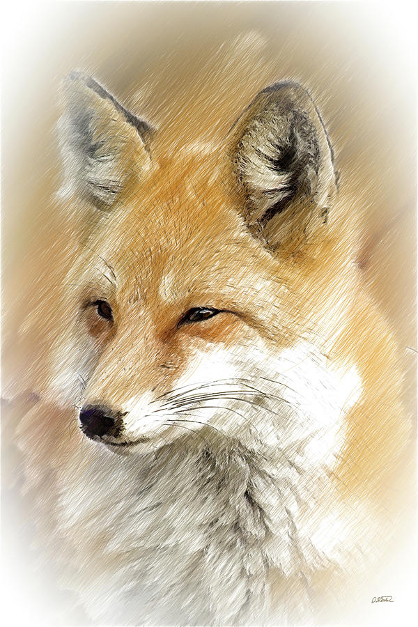 Red Fox - DWP1883658 Drawing by Dean Wittle