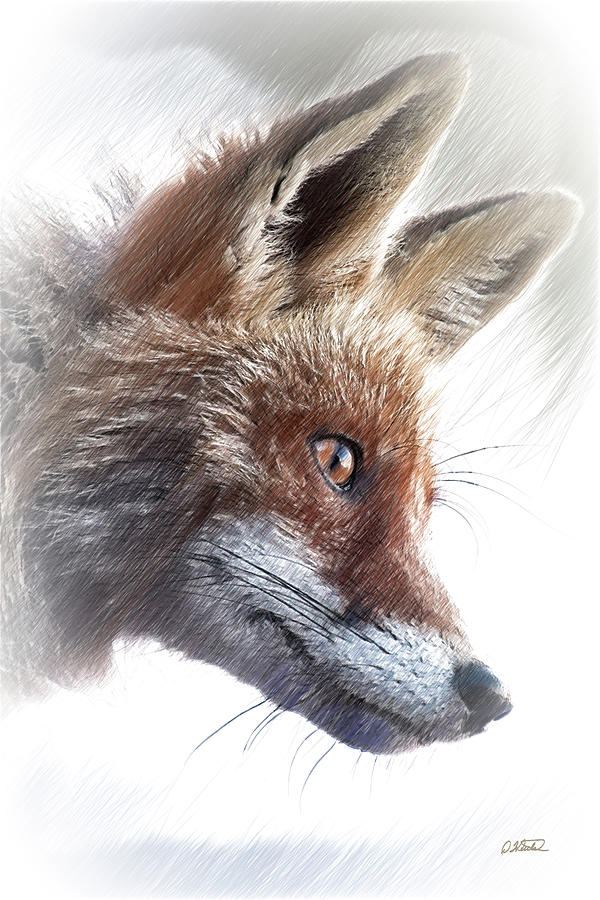 Red Fox - DWP4589927 Drawing by Dean Wittle