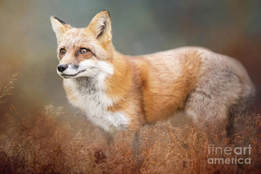 Red Fox Photograph by Ed Taylor