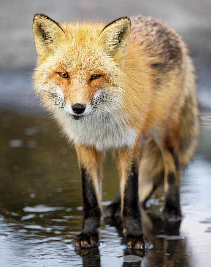 Red Fox Face to Face Photograph by Jerry Fornarotto