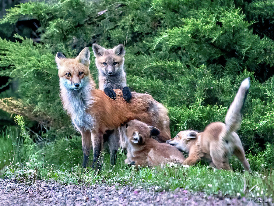 Red Fox Family Photograph by Judi Dressler