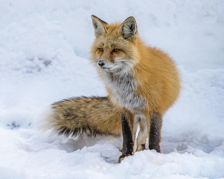 Red Fox Focus Photograph by Yeates Photography