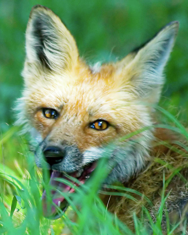 Red Fox Photograph by Gary Beeler