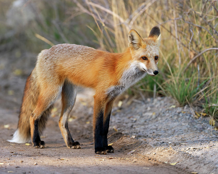 Red Fox Photograph by Gary Langley