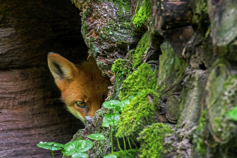 Red Fox Hiding Photograph by Arterra Picture Library