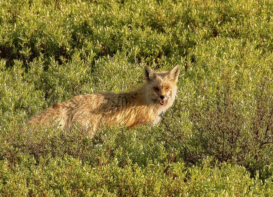 Red Fox Hunter Photograph by Vicki Stansbury