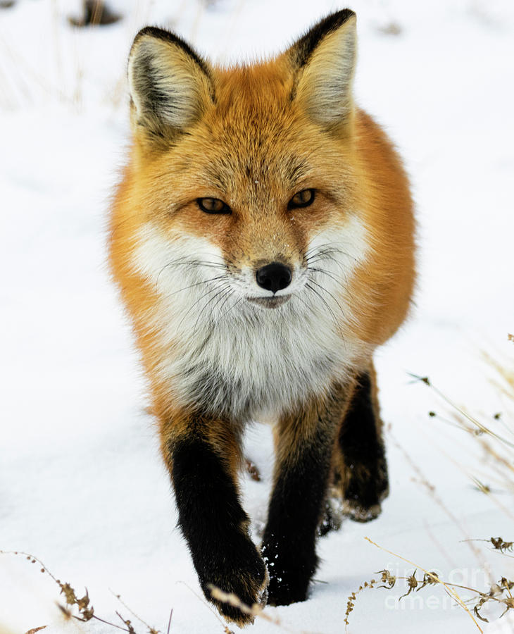 Red Fox Hunting And Trotting By Photograph