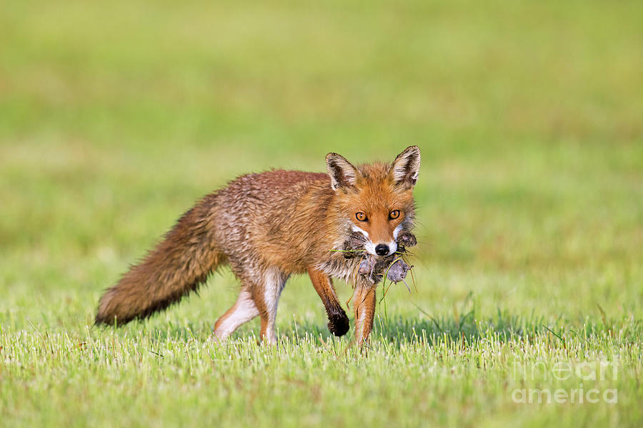 Red Fox Hunting for Mice in Pasture Photograph by Arterra Picture Library