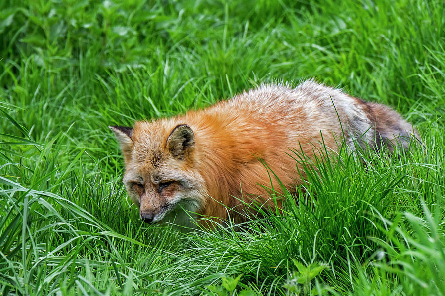 Red Fox Hunting in Pasture Photograph by Arterra Picture Library