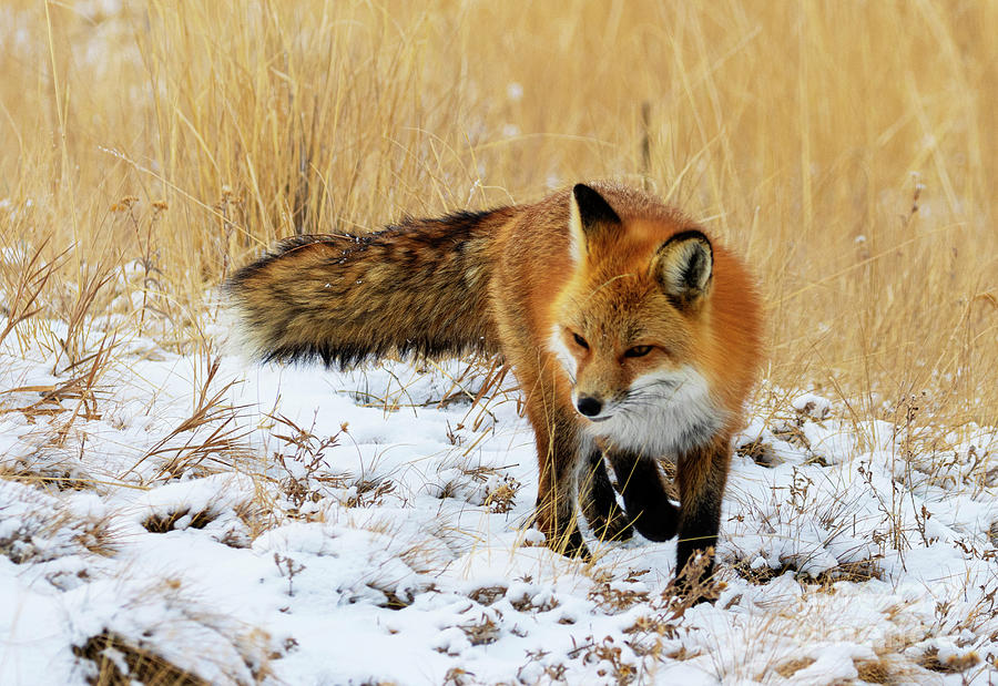 Red Fox Hunting in the Snow Photograph by Steven Krull