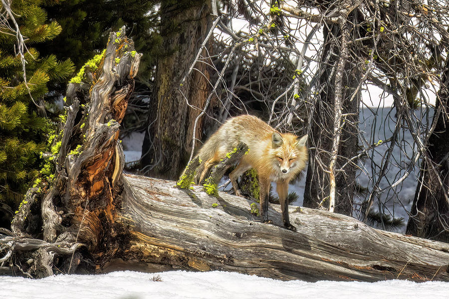 Red Fox Hunting in Yellowstone, No. 2 Photograph by Belinda Greb